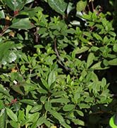 cordless hedge trimmer