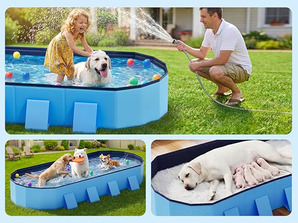 Dog Pool