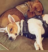 dog harness04