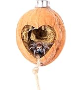 Daerky Jumping Spider Hide, A Real Shelter Made of Walnut Skin, Magnetic Hidden Jumping Spider Ha...