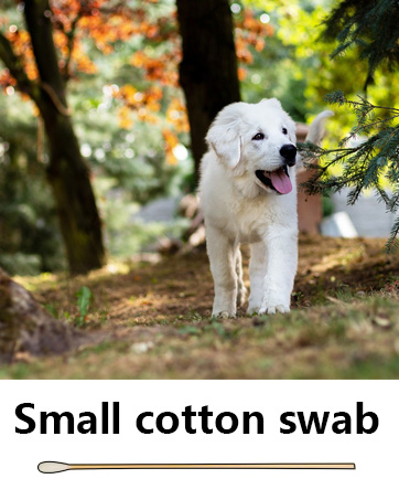 small cotton swabs