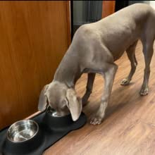 dog bowl with mat