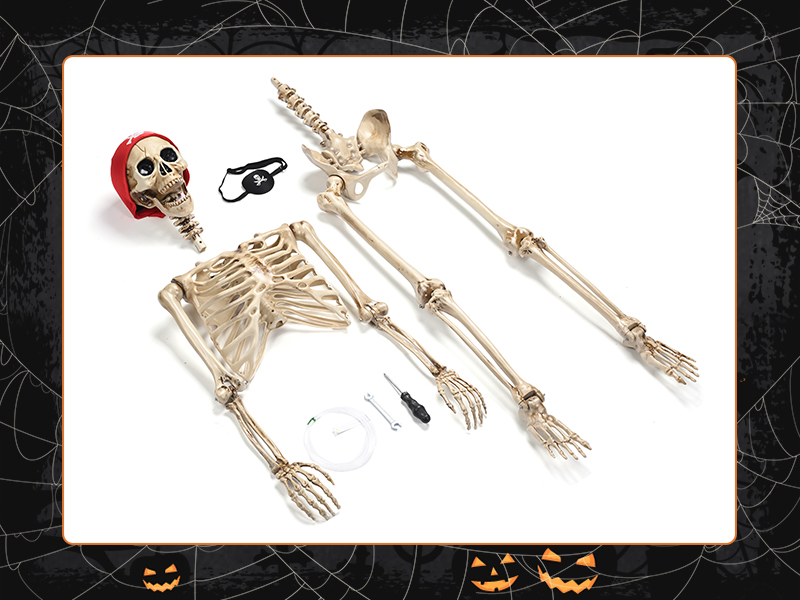 Life Size Skeleton