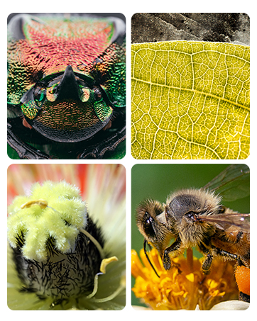 Acoath Microscope for Kids