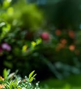 WORKPRO Grass Shears Handheld, Ultra-Sharp Grass Clippers with 360 Degree Swivel Blades, Manual G...