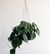 hang plant