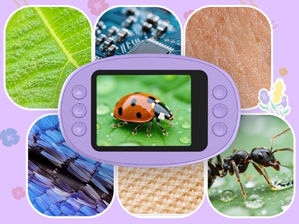 Series of connected photos showing a handheld digital device displaying macro photography of insects including ladybugs and other small creatures on leaves and natural surfaces.