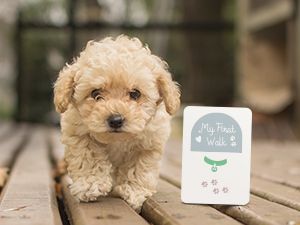 months photo counter props newborn old memorabilia announcement calendar foot pod photography woode