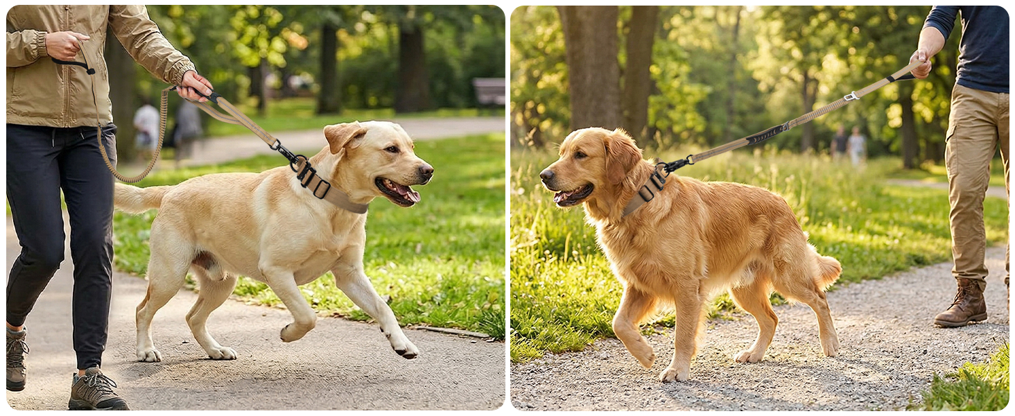 Heavy duty dual handle dog leash with shock absorbing bungee for medium large dogs walking in park