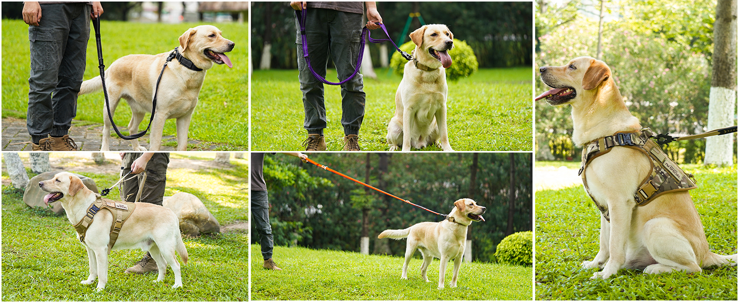 dog leash large dogs