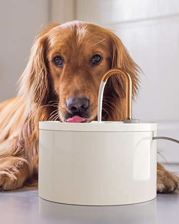kitty spout cat water fountain
