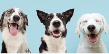 For Dogs