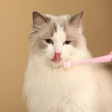 cat toothbrush
