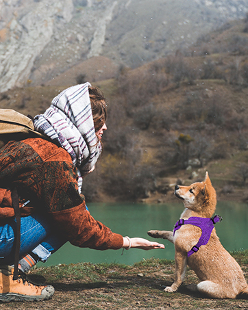 Dog Harness