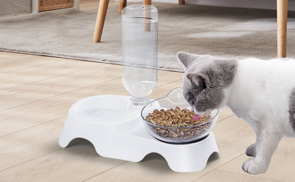 cat food water bowl