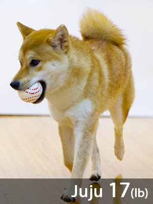 ball dog toy