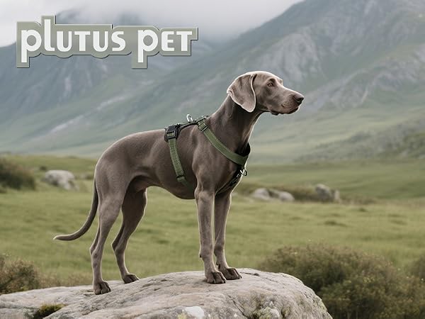 large dog harness
