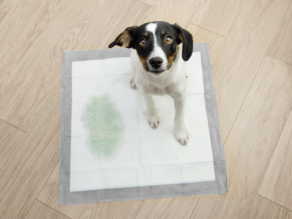 potty pads for dogs puppy pee pads large dog kennel dog training pads dog essentials puppy crate