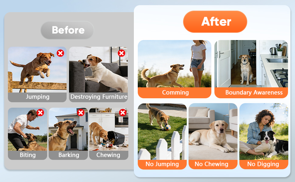 correct dog bad behavior