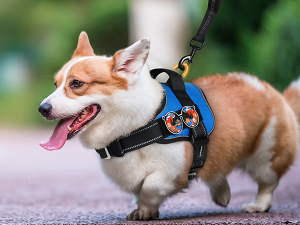 dog harness4-2
