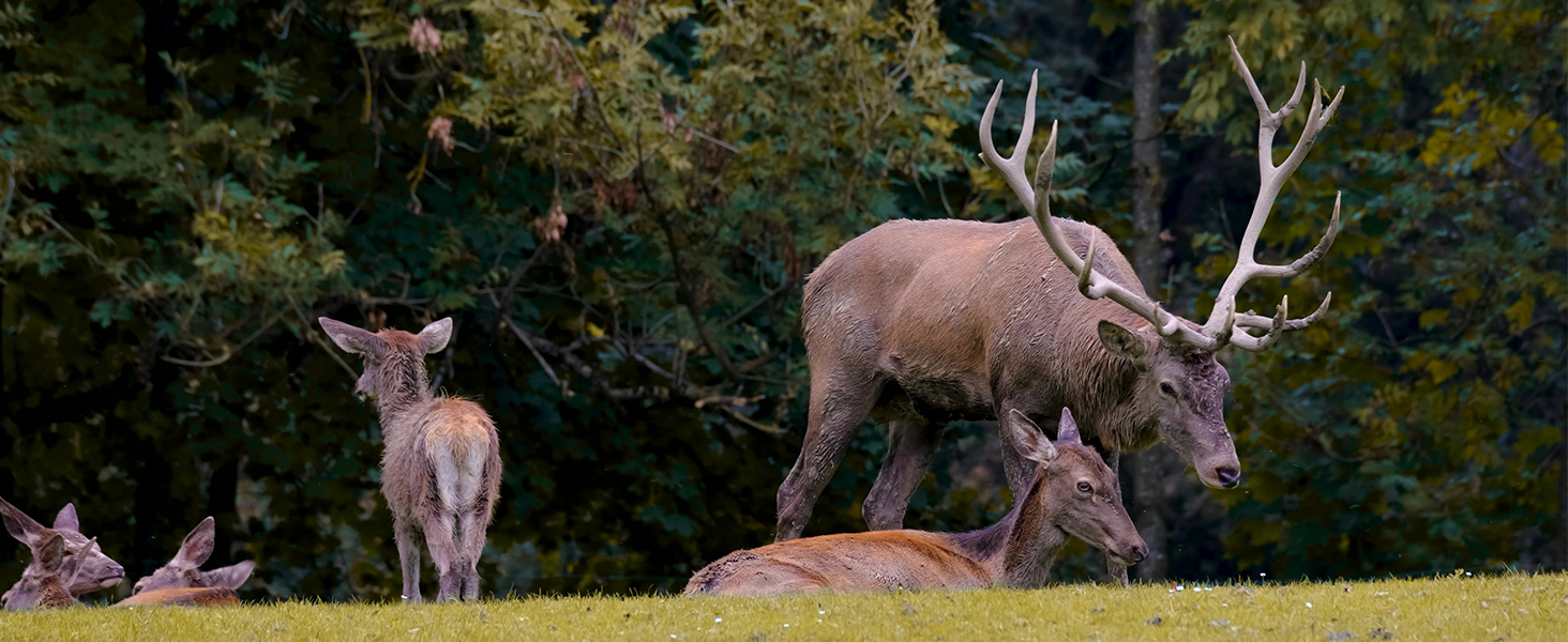 best trail cameras night cameras for wildlife game trail camera trailcam critter cam