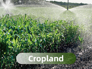 watering the cropland