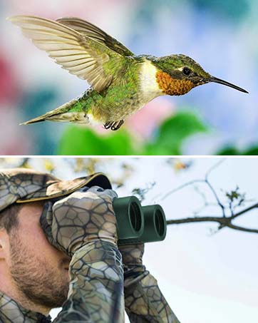 Watch the hummingbirds through binoculars