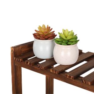 succulents organization