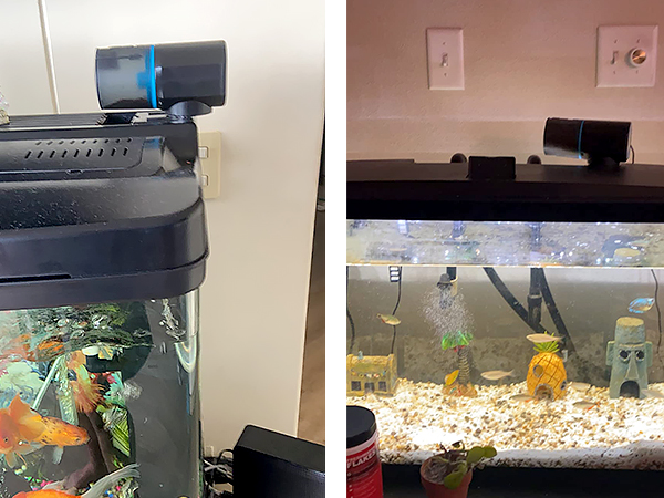 Fish Feeder