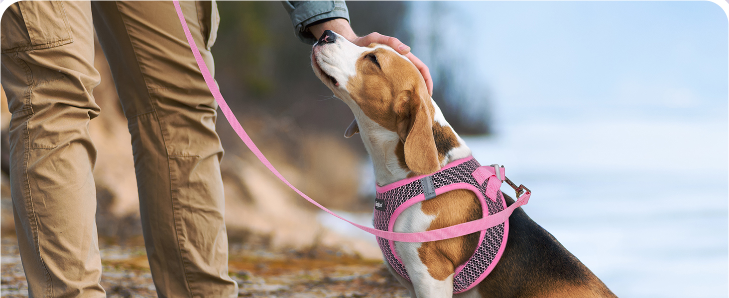 small sized dog harness