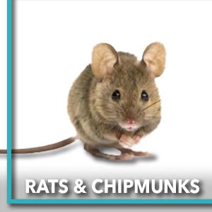 away eliminar groundhog multicatch catcha baits lures lawns cage release discreet pellets teeth