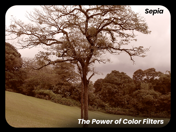 fast shutter speedss, low light performance, shooting portraits, night scenes, action shots, auto 