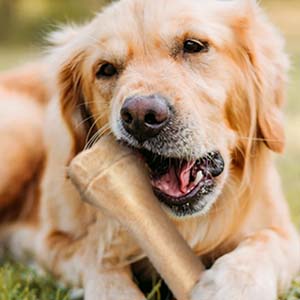 durable dog toys
