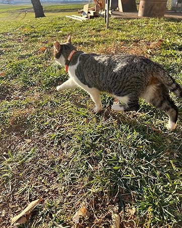 cat airtag collar