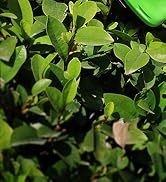 12V cordless grass shear and hedge trimmer