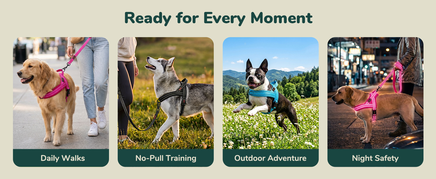 dog harness for medium dogs