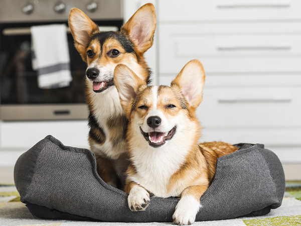 You can prepare pet food for your dogs, cats quickly, keep them healthy