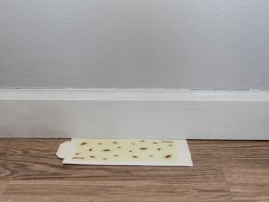 cockroach heavy duty glue board