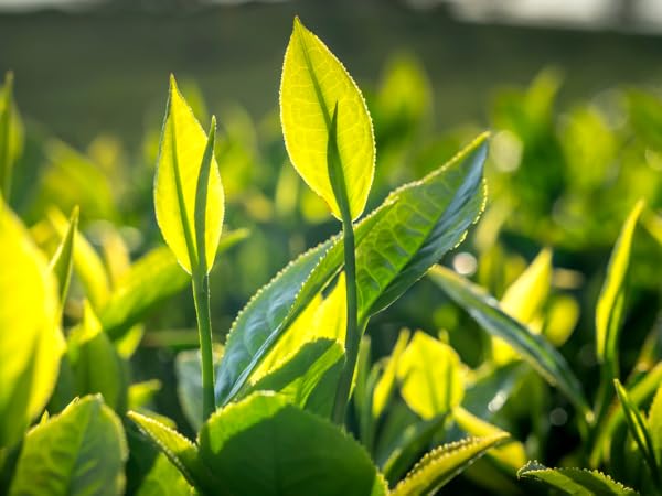 Premium green tea that powers more mindful Moments