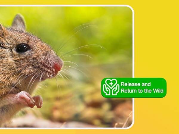Mouse Traps