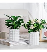 Funducts 2PCS Self Watering Planters 4.7 Inch Self Watering Pots for Indoor Plants, African Viole...