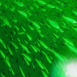 underwater fishing light
