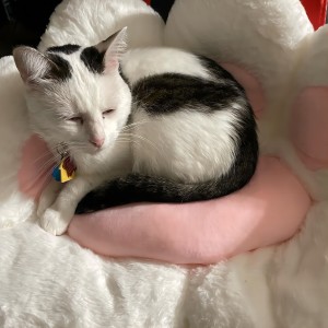 cat paw cushion