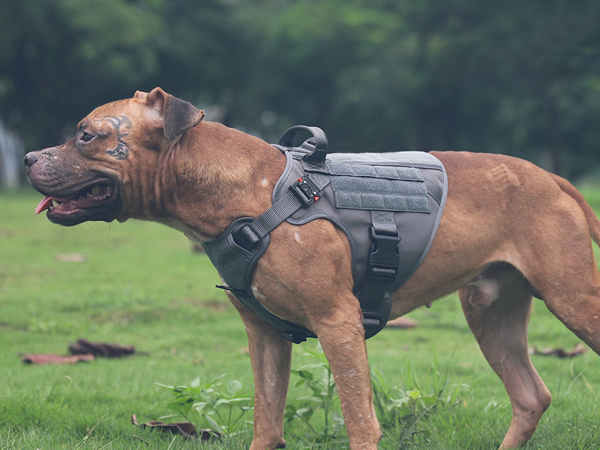 dog harness medium