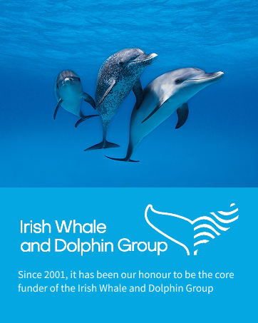 irish whale and dolphin group