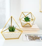 potted plant
