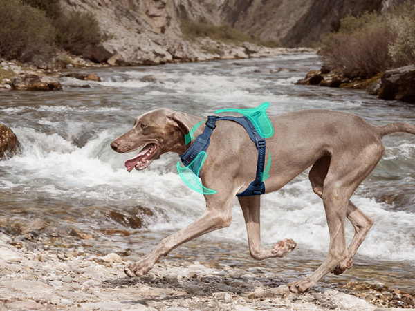 dog harness for outdoor