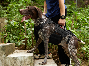 Dog wearing a black harness, standing on outdoor steps with vegetation in background. Person's hand visible holding the harness.