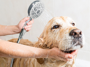 dog washing hose attachment