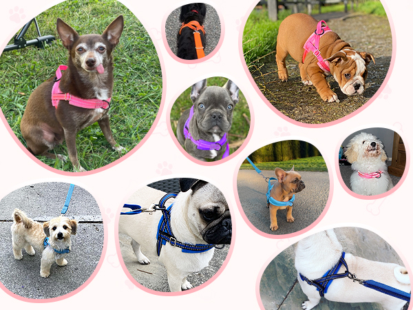 Walking Dog Harness and Leash Set